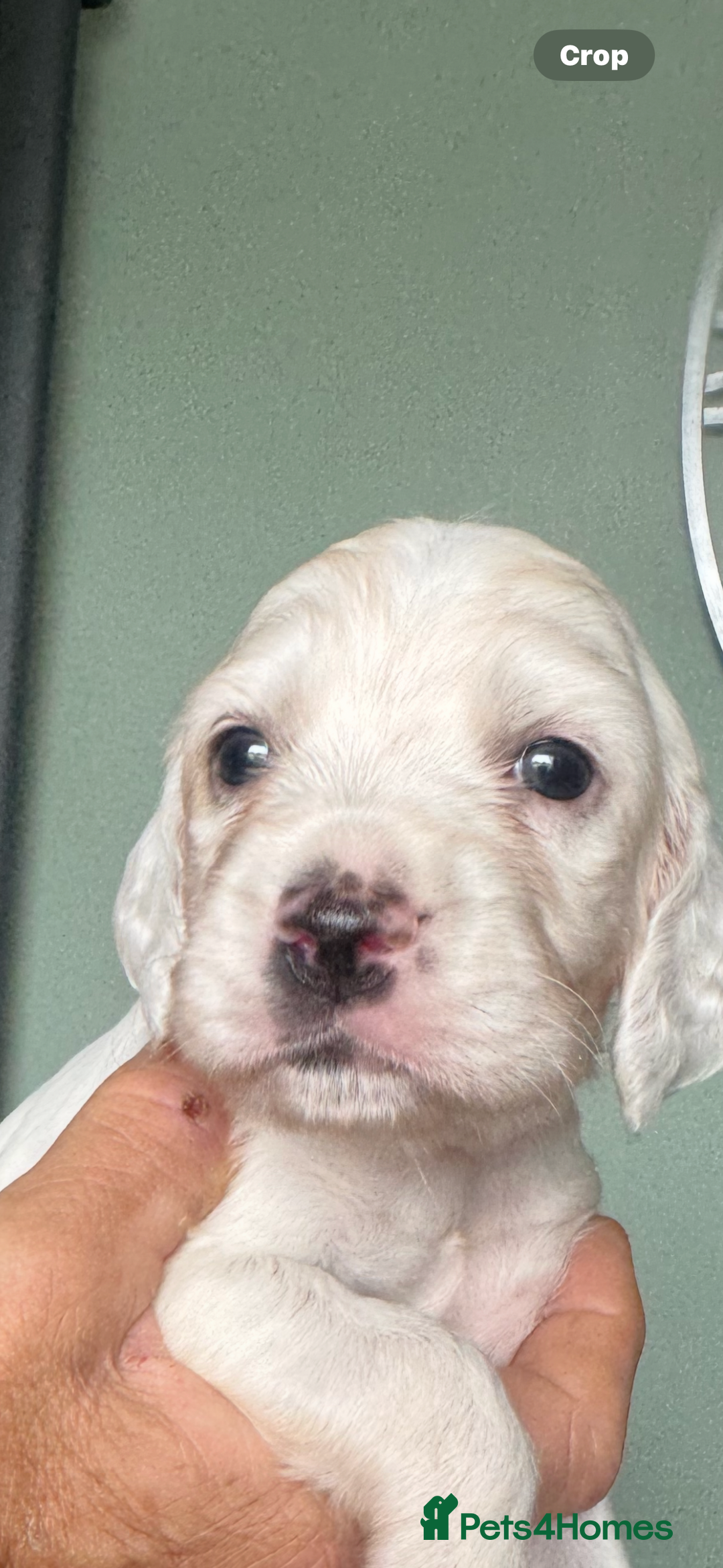 English Setter dogs for sale: English setter pups - Image 6