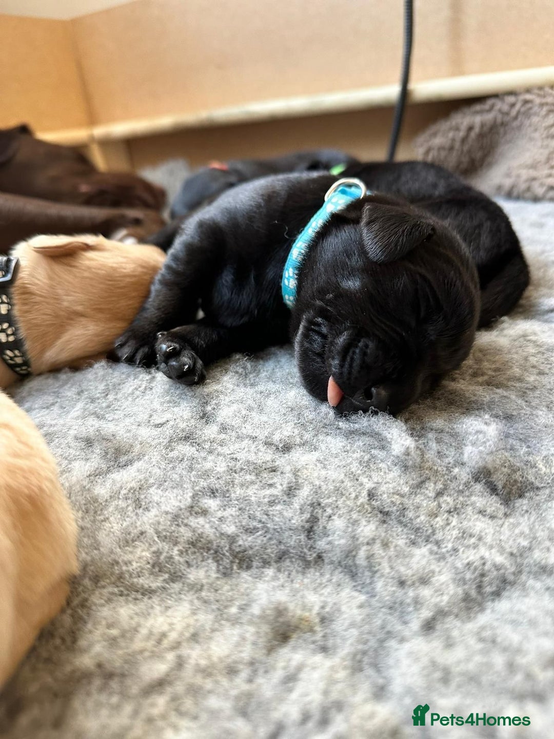 Labrador Retriever dogs for stud: Stunning, well proven KC fox red Lab for stud. in St Albans - Advert 9