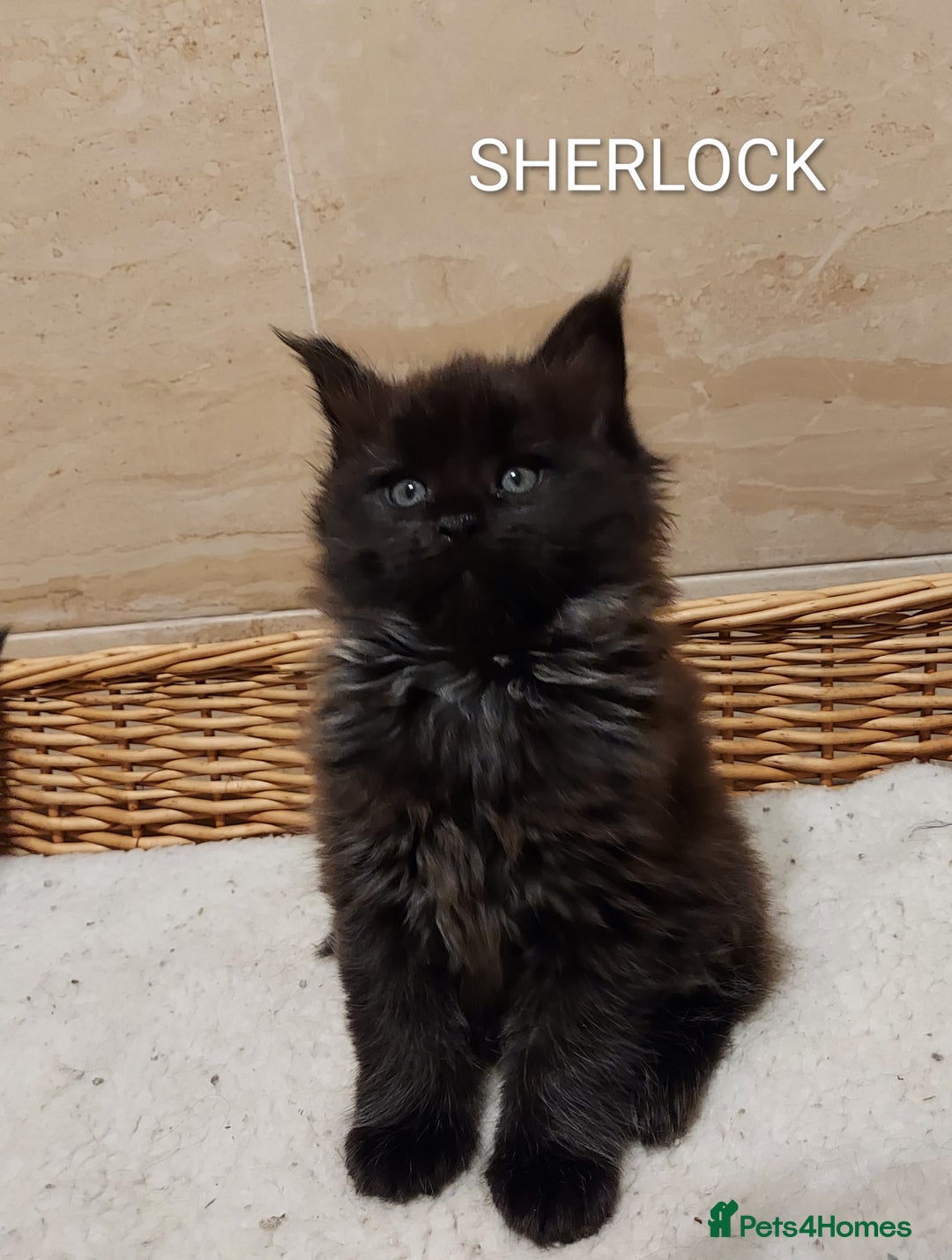 Maine Coon cats for sale: GREAT QUALITY/GCCF/ DNA/ VERY CUTE !!! - Advert 6