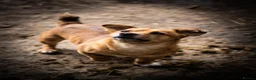 Jack Russell dogs for sale: Tan, Black and Tan puppies for sale  in Malton - Advert 10
