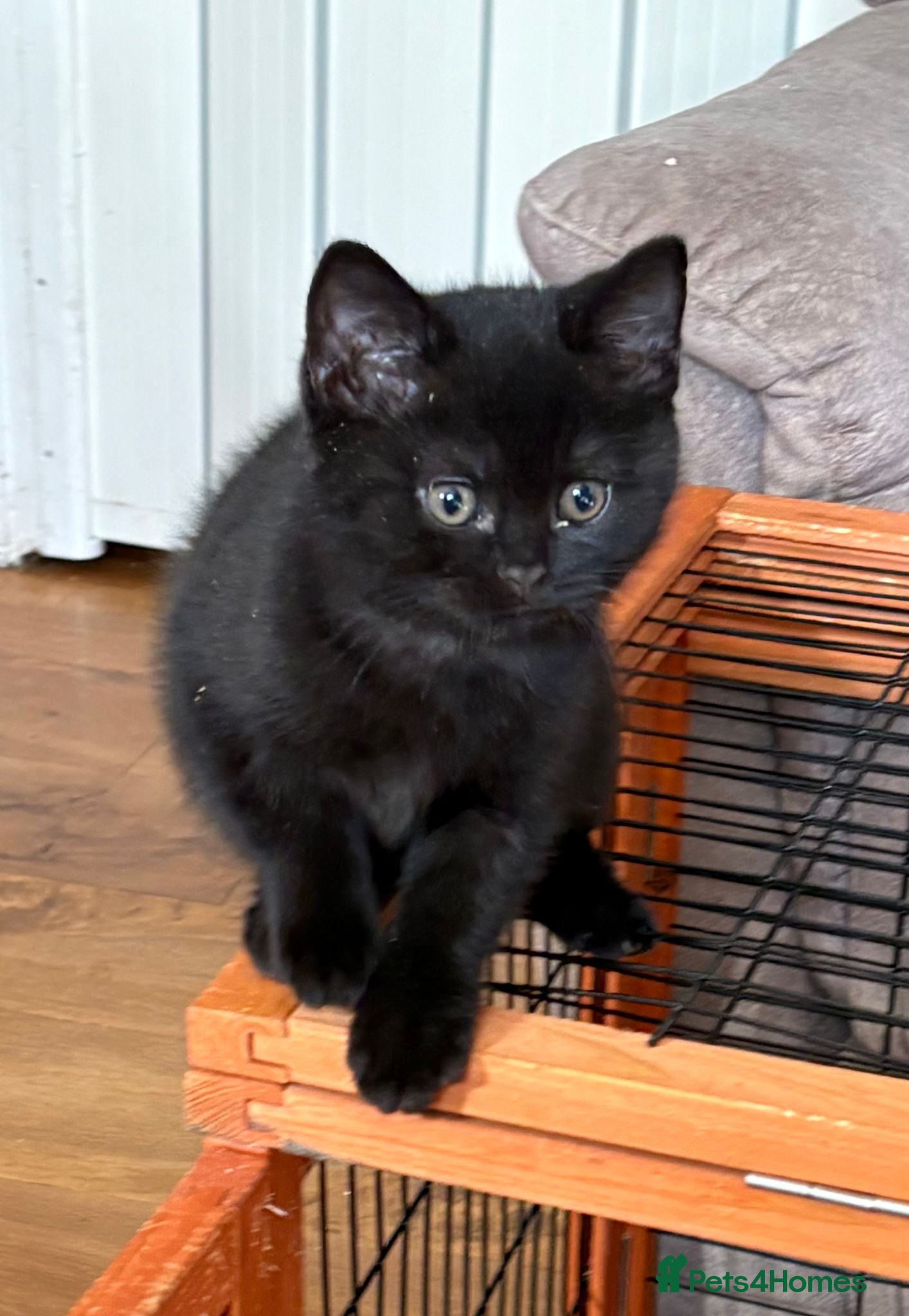 British Shorthair cats Five beautiful BSH  babies available mid Septemebr - Advert 1