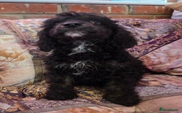 Cockapoo dogs for sale: Stunning mini cockapoo dna checked puppies - Advert 18