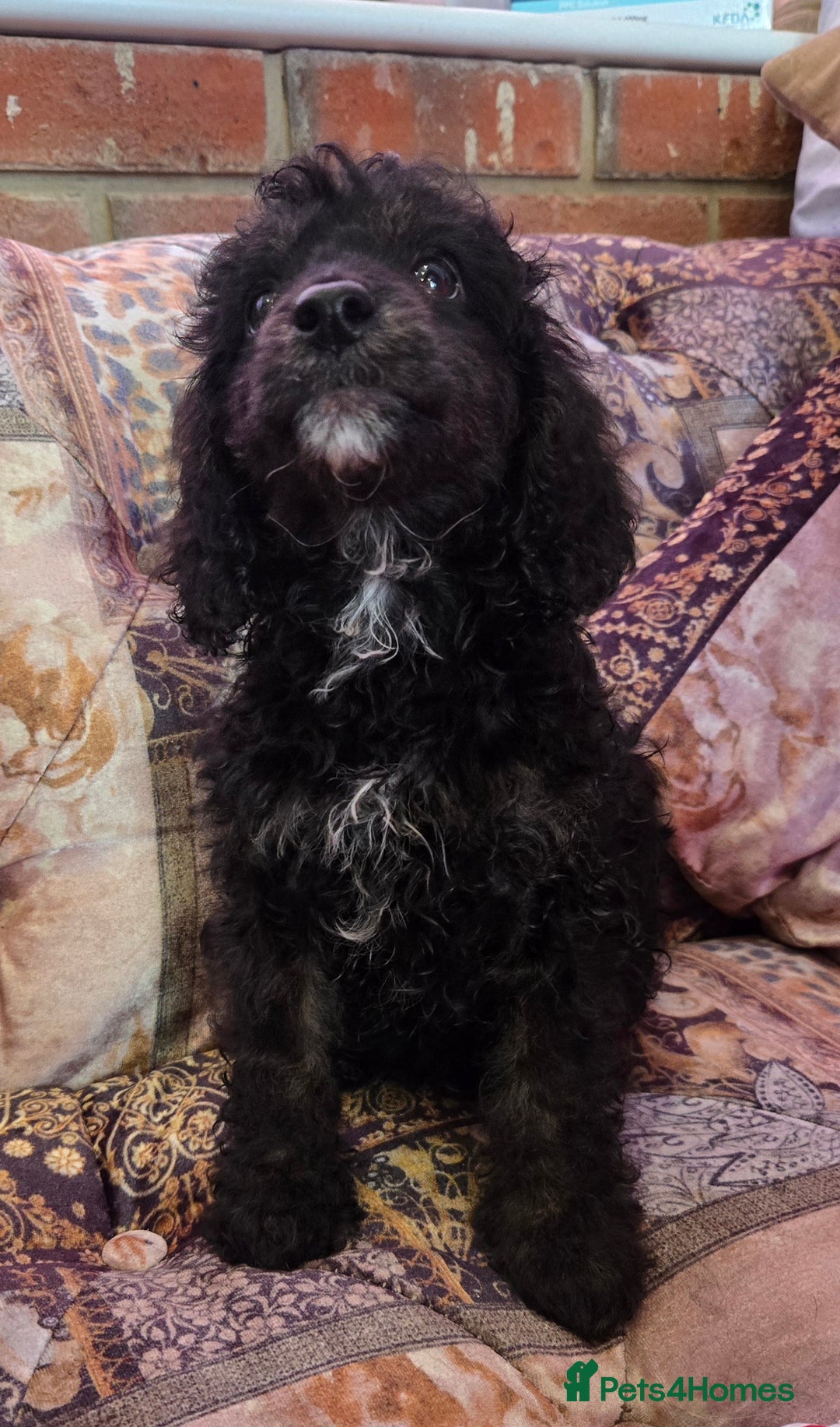 Cockapoo dogs for sale: Stunning mini cockapoo dna checked puppies - Advert 18