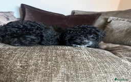 Cockapoo dogs for sale: Reduced!!! Last 2 ready now, F1B Cockapoos in Whitley Bay - Image 19