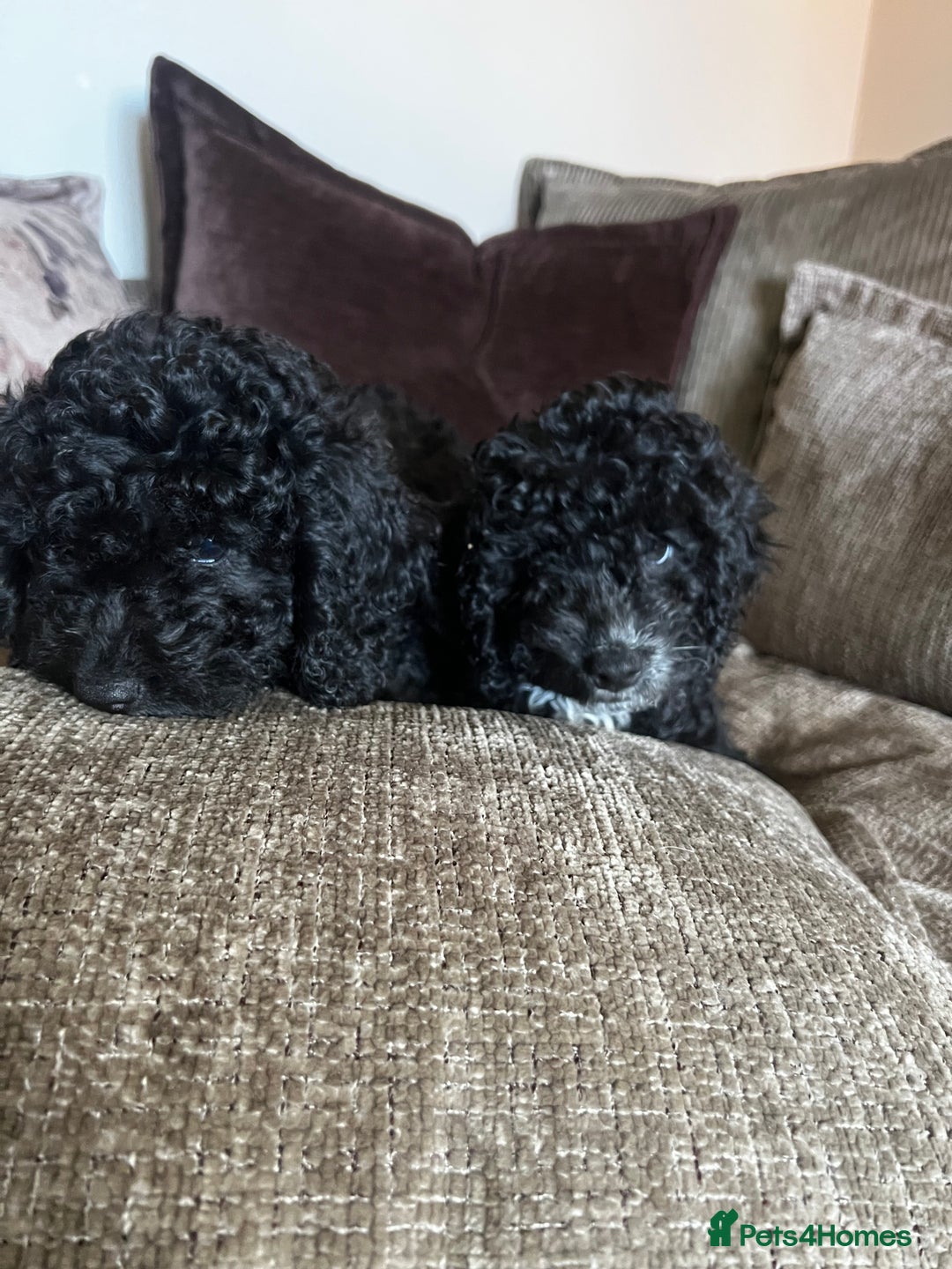 Cockapoo dogs for sale: Reduced!!! Last 2 ready now, F1B Cockapoos in Whitley Bay - Image 19