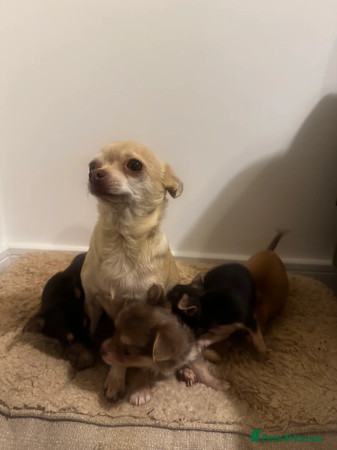 Chihuahua dogs for sale: Gorgeous Chihuahua girls - Advert 17