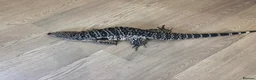 Lizard reptiles for sale: Female tegu  - Advert 4
