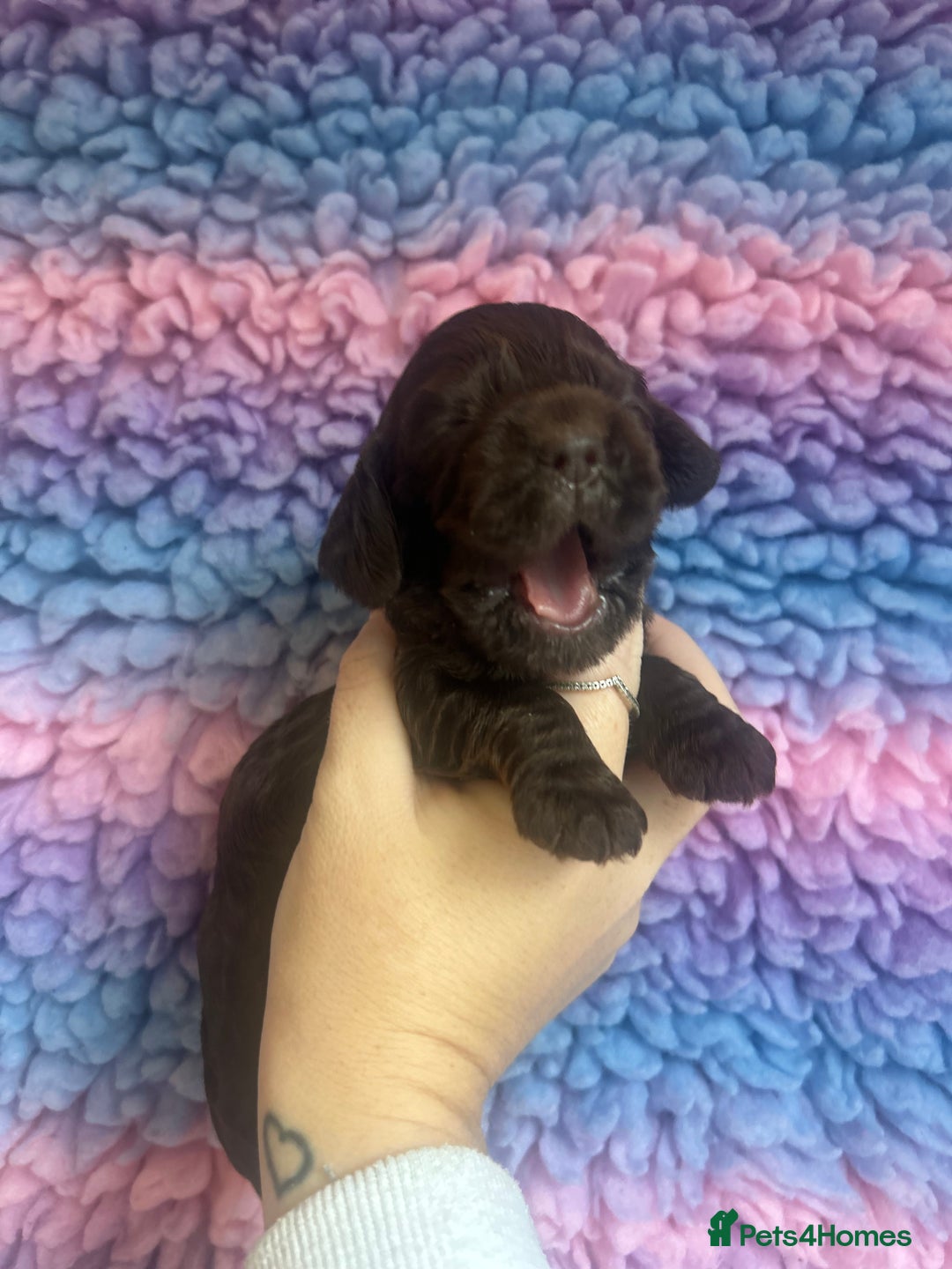 Cocker Spaniel dogs for sale: 💚2 boys available 💚show cocker spaniel puppies  - Advert 20