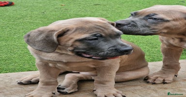 Cane Corso dogs - Advert 5