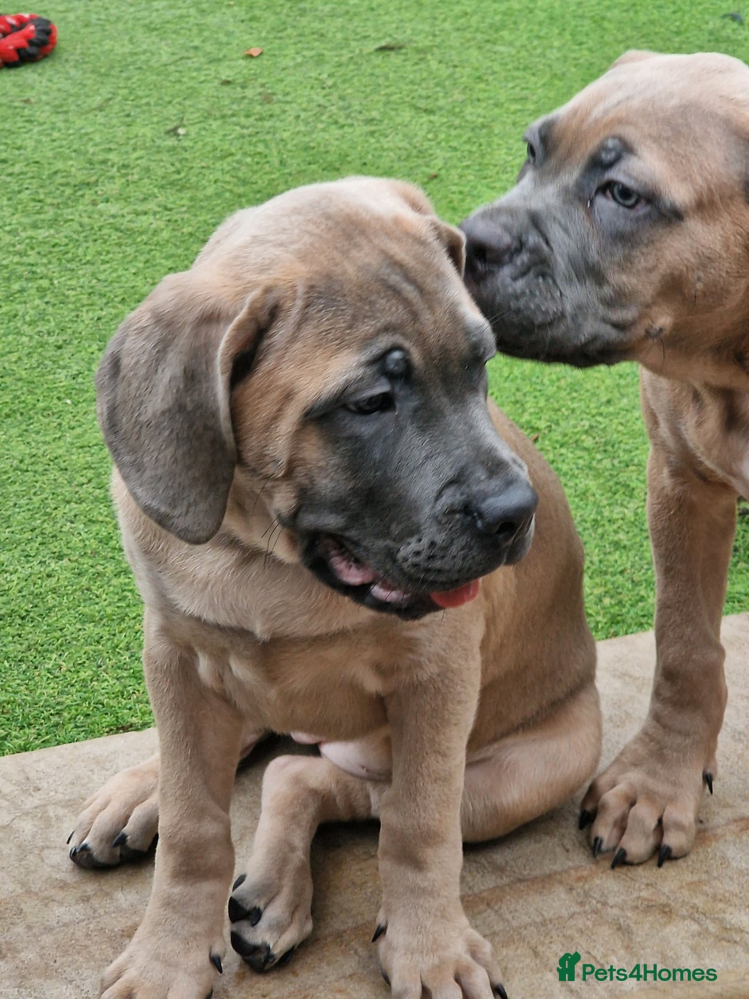 Cane Corso dogs for sale: Excellent Bloodline cane corso puppies ready now - Image 2
