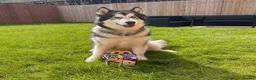Alaskan Malamute dogs for adoption: Teddy (Alaskan Malamute) in Southampton - Advert 20