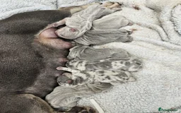 French Bulldog dogs for stud: New shade fluffy merle  in Sheffield - Image 14