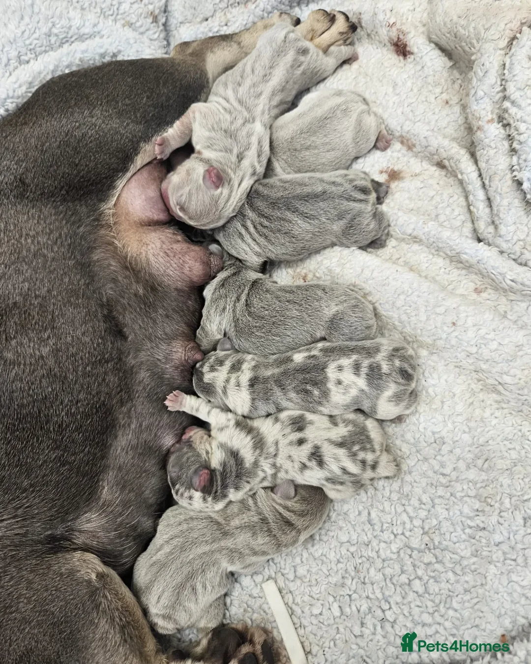 French Bulldog dogs for stud: New shade fluffy merle  in Sheffield - Image 14