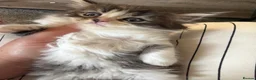 Mixed Breed cats for sale: Turkish Angora x Ragdoll kittens for Sale!! - Advert 6