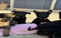 German Shepherd dogs for sale: German X Czech shepherd puppies - Image 1