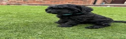 Australian Labradoodle dogs for sale: Multigenerational Australian Labradoodle Puppies - Advert 5