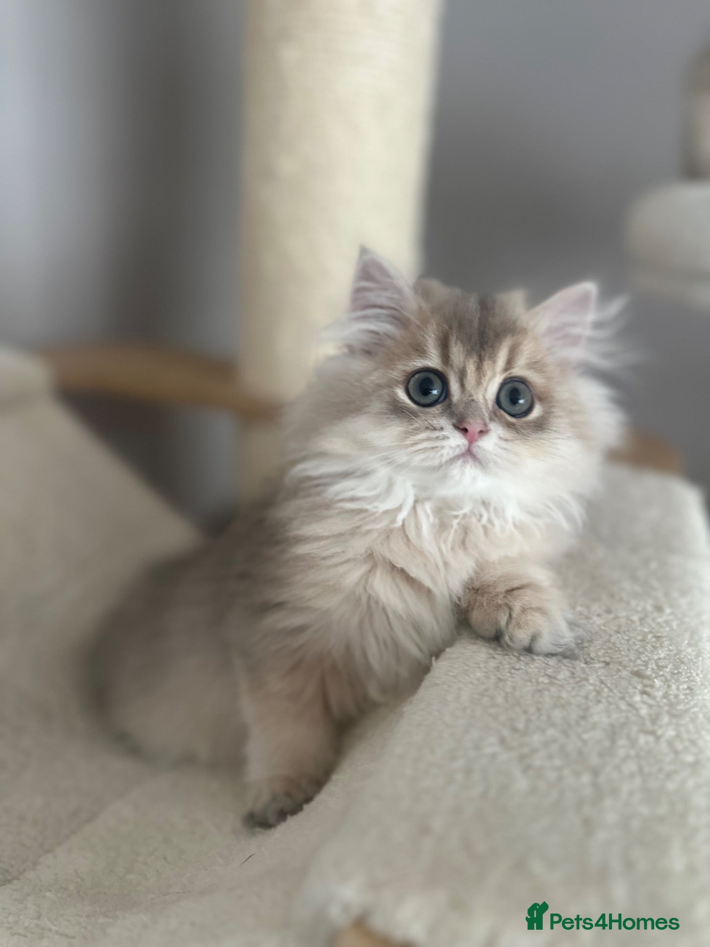 British Longhair cats BLUE GOLDEN 12 weeks old BLH boy - Advert 1
