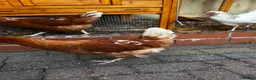 Chickens poultry for sale: 4 Hens for £70 in Manchester - Advert 28