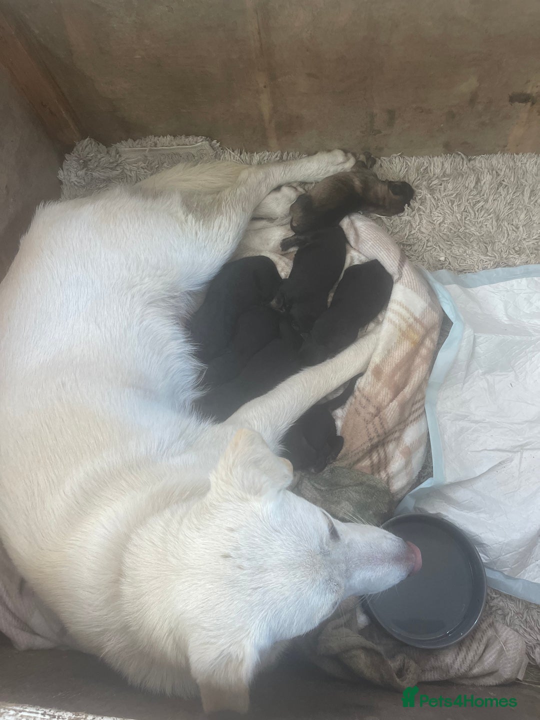 Mixed Breed dogs for sale: Labrador x german Shepherd  - Image 2