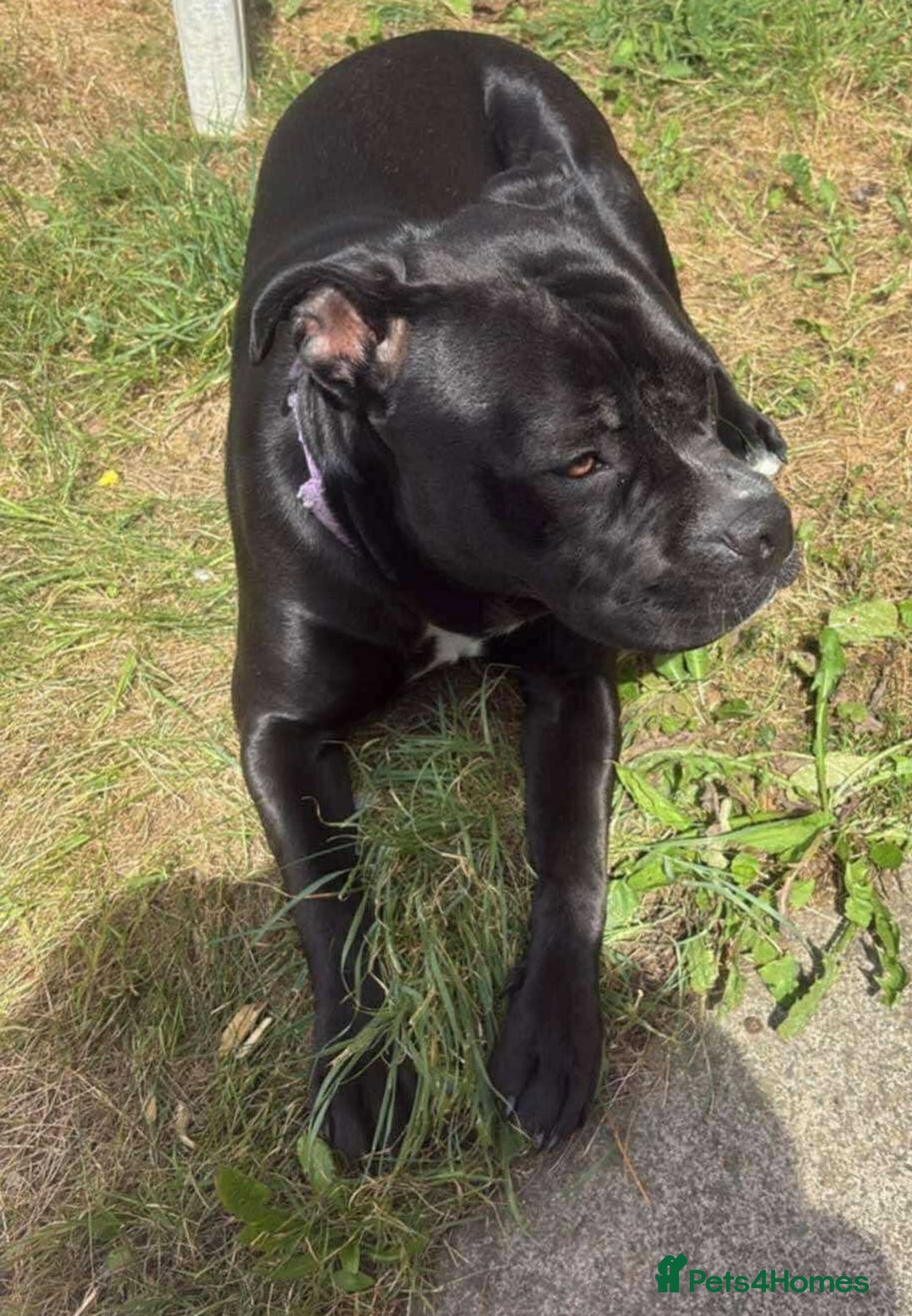 Staffordshire Bull Terrier dogs for adoption: Xena 18 month old staffie - Image 3