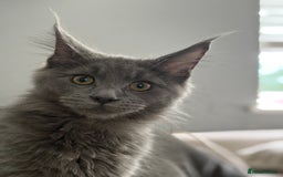 Maine Coon cats for sale: Maine Coon Kitten (Last of Litter Available Now) - Image 10