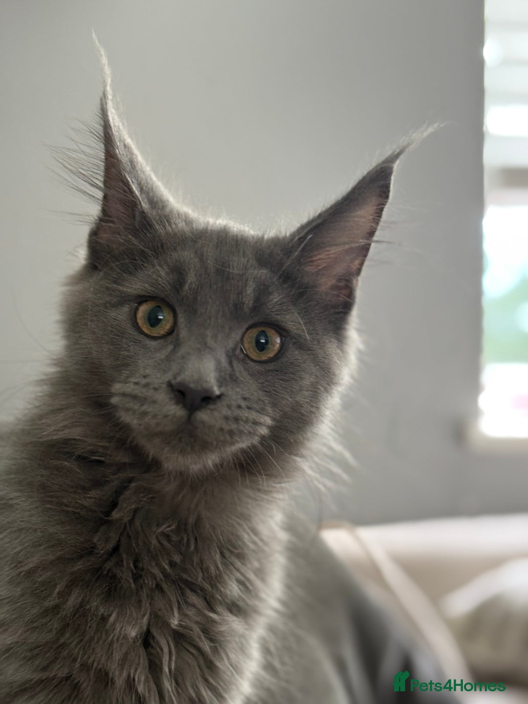 Maine Coon cats for sale: Maine Coon Kitten (Last of Litter Available Now) - Image 10
