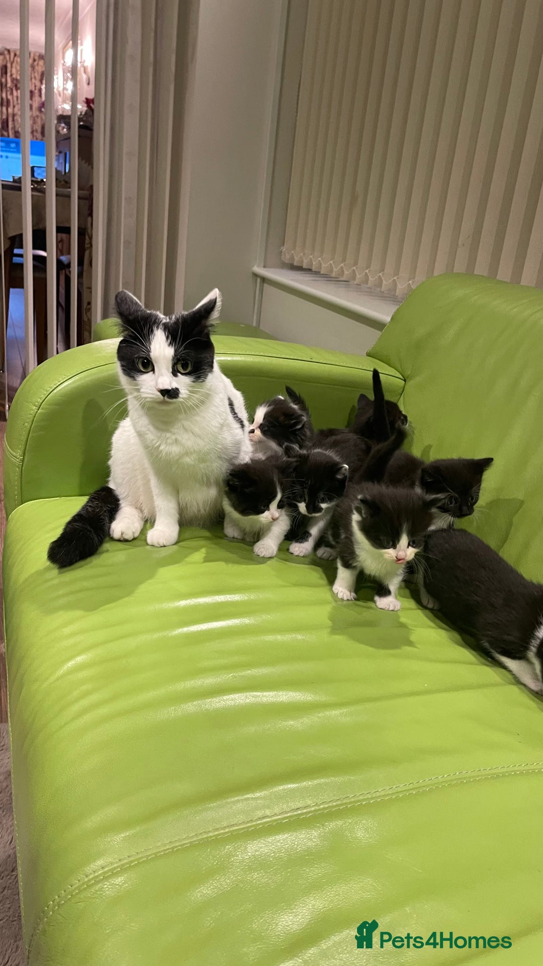 Mixed Breed cats for sale: Wonderful ,healthy clever village Kittens for sale - Advert 2