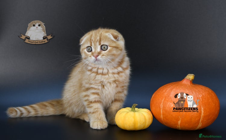 Scottish Fold cats - Advert 1