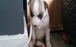 Siberian Husky dogs for sale: Husky puppies - Image 16