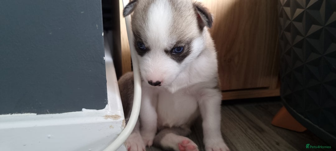 Siberian Husky dogs for sale: Husky puppies - Image 16