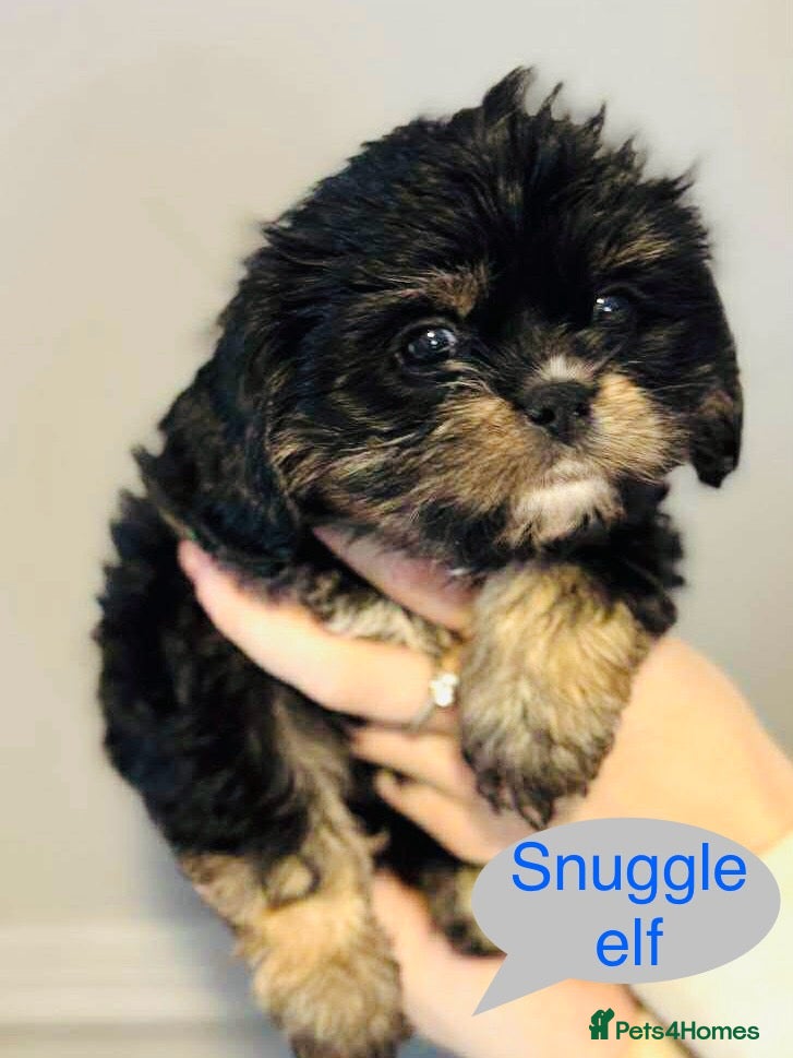 Cava Tzu dogs Absolutely amazing bundle of cuteness cava - shih - Advert 1