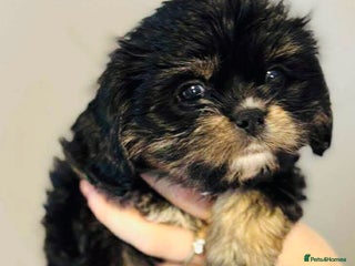 Cava Tzu dogs Absolutely amazing bundle of cuteness cava - shih - Advert 1