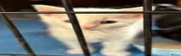Mixed Breed cats for sale: Kittens for sale  - Advert 5