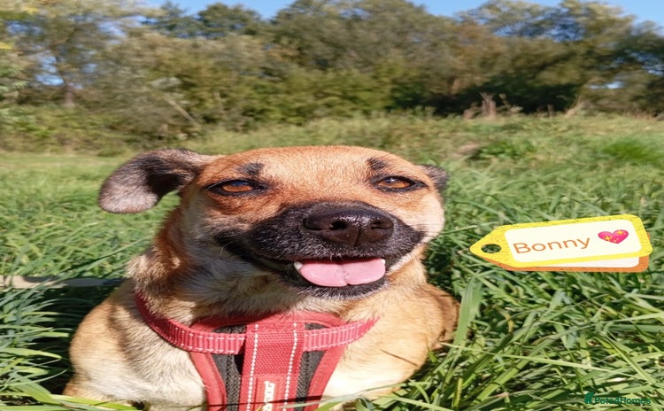 Mixed Breed dogs - Advert 4