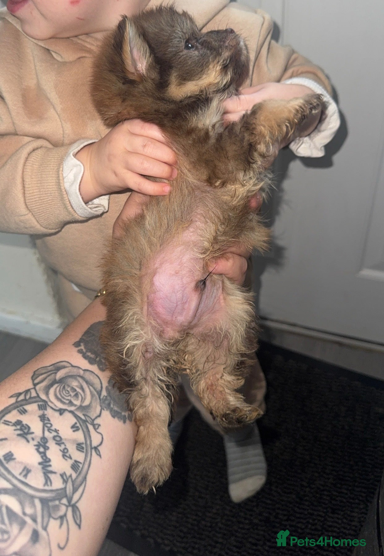 Mixed Breed dogs cocker poo x jackpoo puppies  - Advert 18