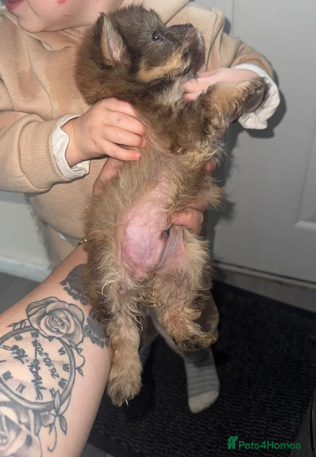 Mixed Breed dogs for sale: cocker poo x jackpoo puppies  - Advert 1