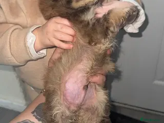 Mixed Breed dogs cocker poo x jackpoo puppies - Advert 3