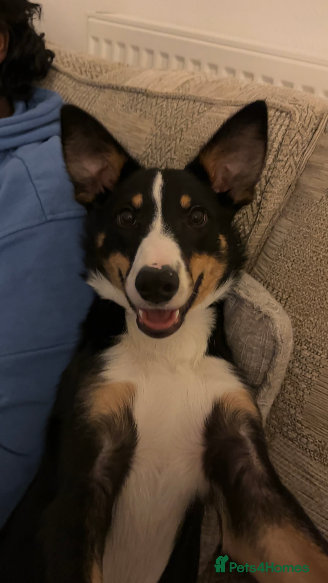 Border Collie dogs for sale: Tri Colour Smooth Fur Collie (MALE) For Sale - Advert 2