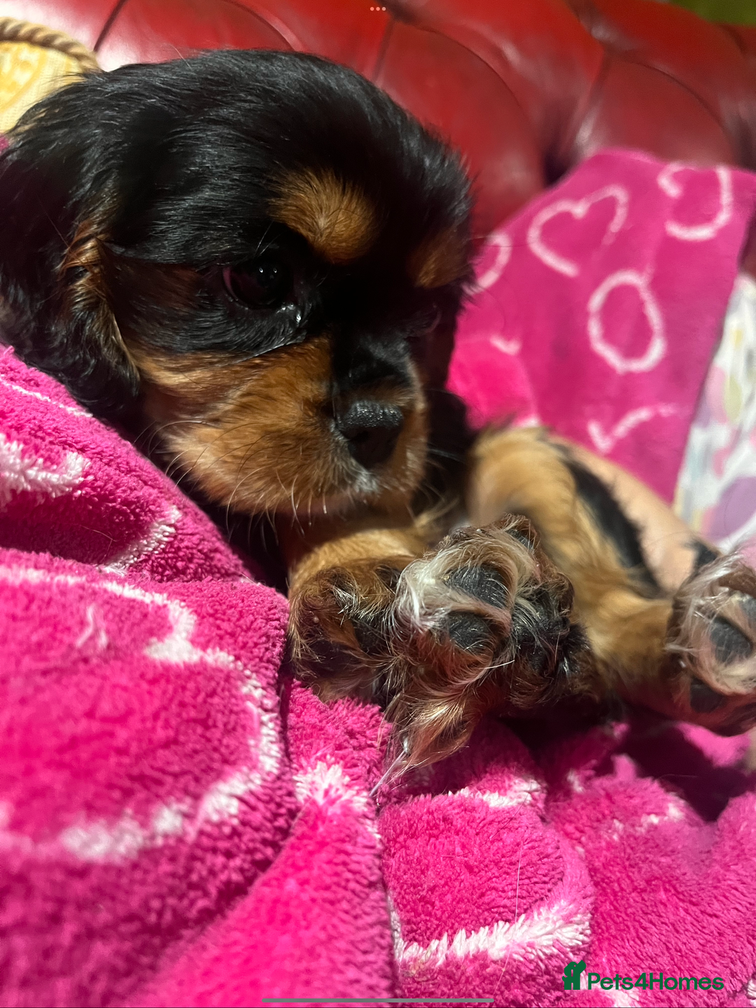 Cavalier King Charles Spaniel dogs for sale: Confident female cavalier - Advert 5