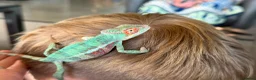 Chameleon reptiles for sale: Blue Ambanja Panther chameleons  in Northolt - Advert 7