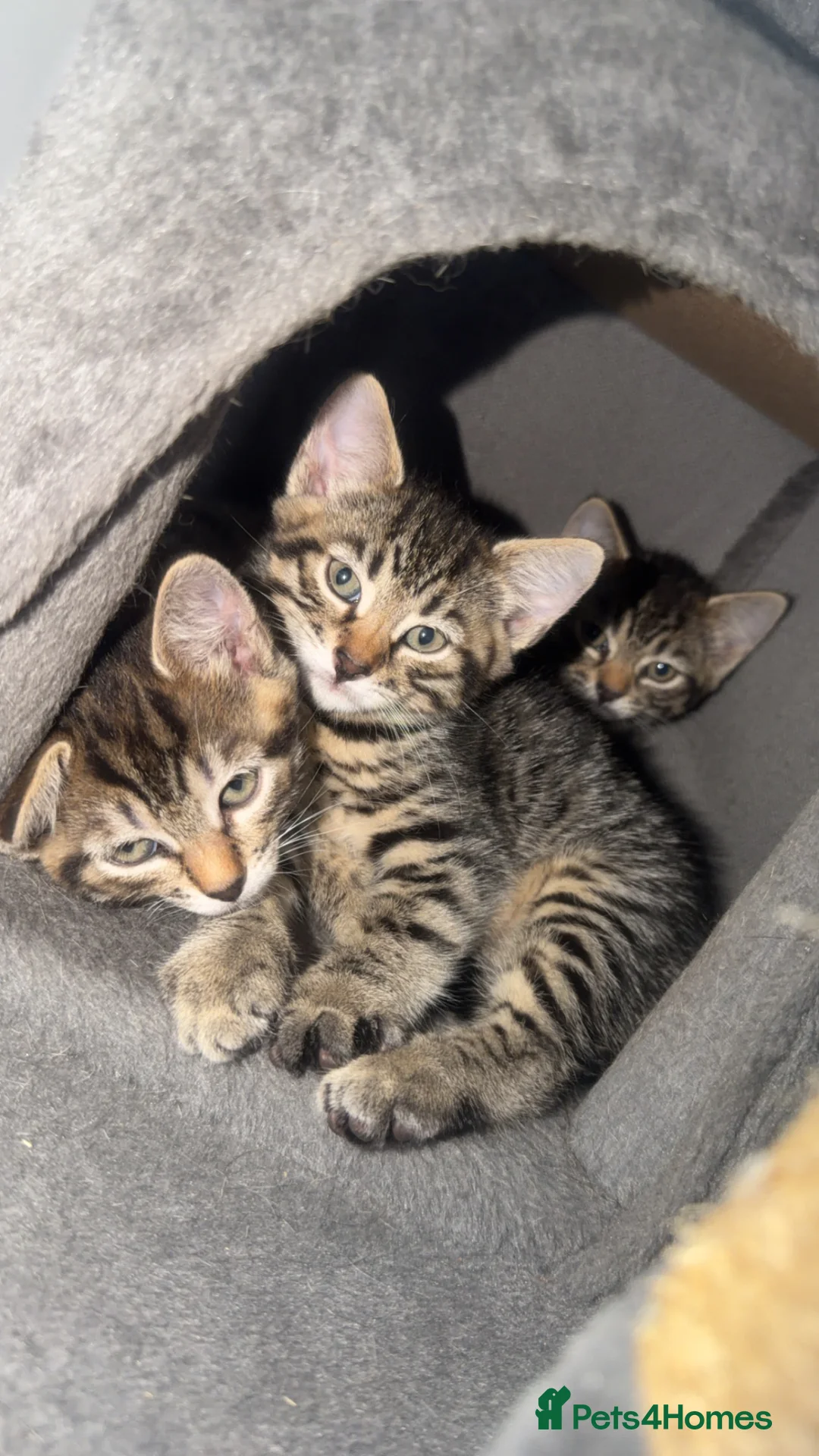 Bengal cats for sale: Bengal Kittens in Croydon - Advert 1