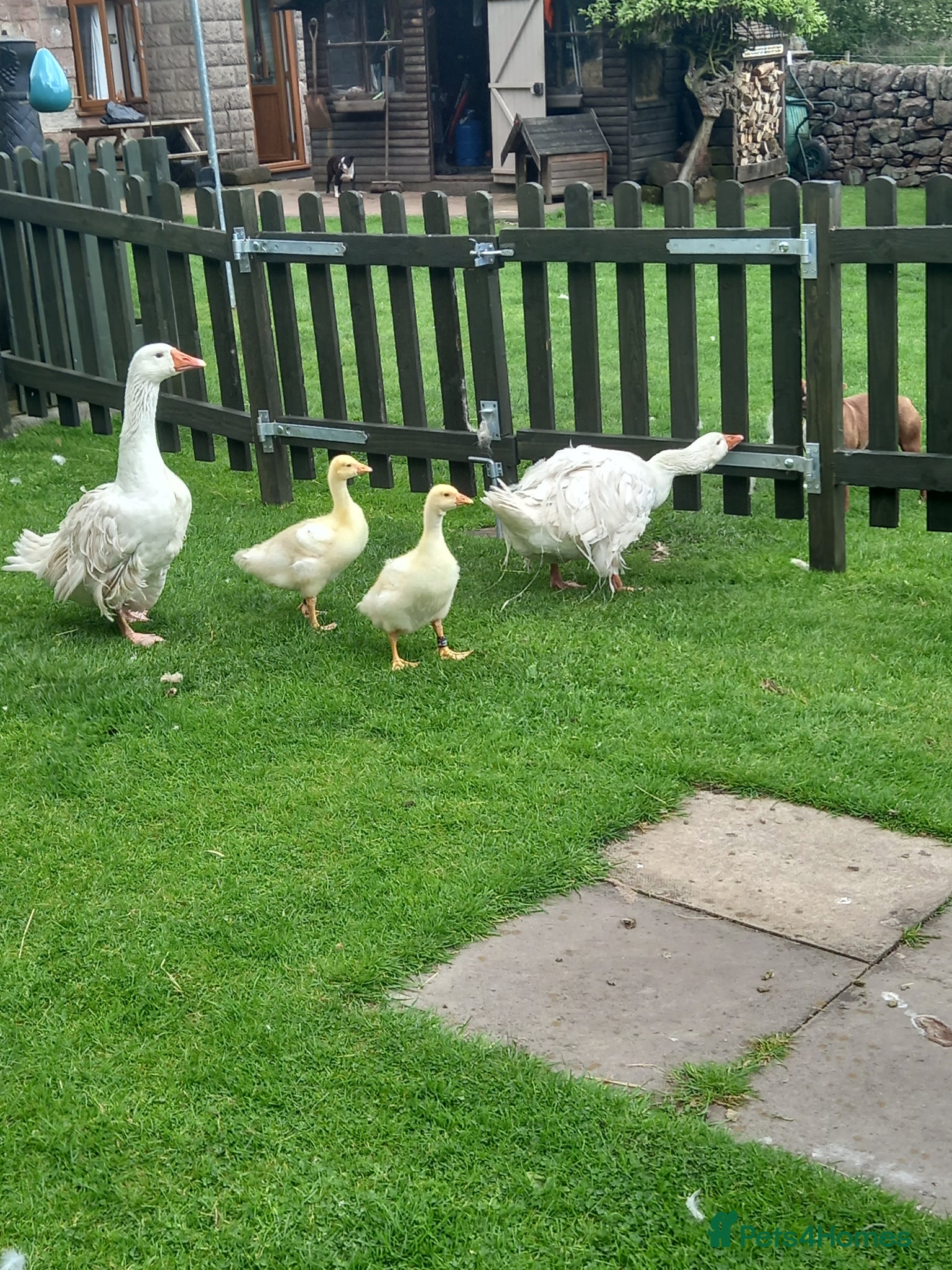 Geese poultry Sebastapol Hatchlings For Sale - Advert 1