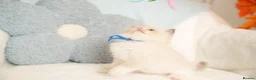 Ragdoll cats for sale: Elite TICA Kittens – Champion Bloodlines - Advert 12