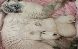 Ragdoll cats for sale: Purebred Blue Point Ragdoll Kittens 🩷💙 - Advert 22