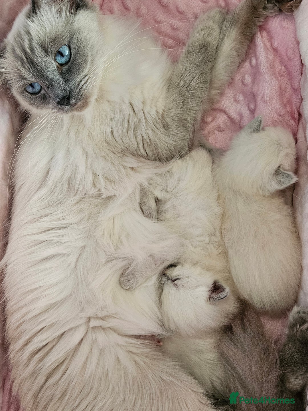 Ragdoll cats for sale: Purebred Blue Point Ragdoll Kittens 🩷💙 - Advert 22