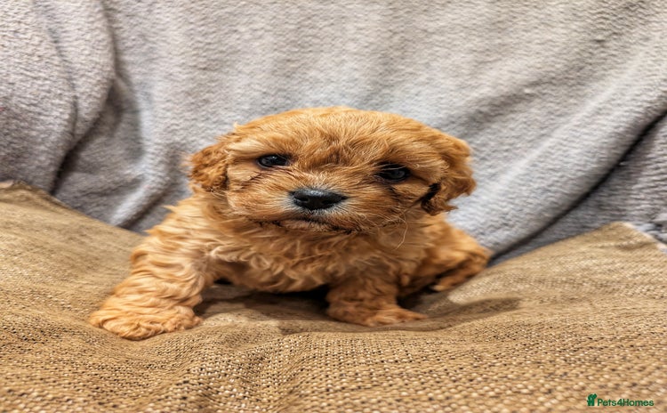 Cavachon dogs - Advert 3