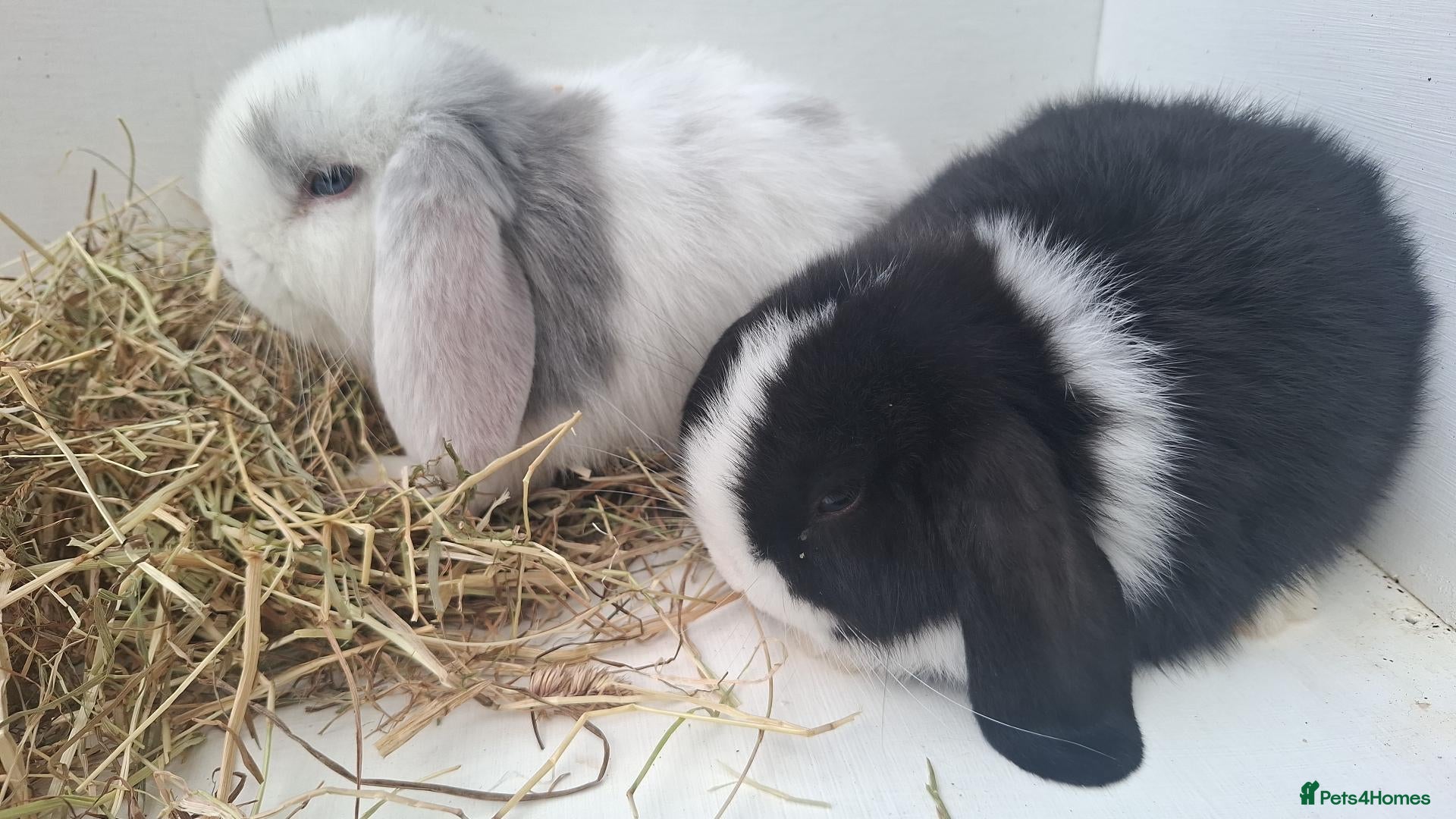 Mini Lop rabbits Bundles of fluff ready to be reserved  - Advert 4