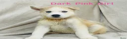 Siberian Husky dogs for sale: Stunning husky puppies - RARE white/cream  - Advert 18