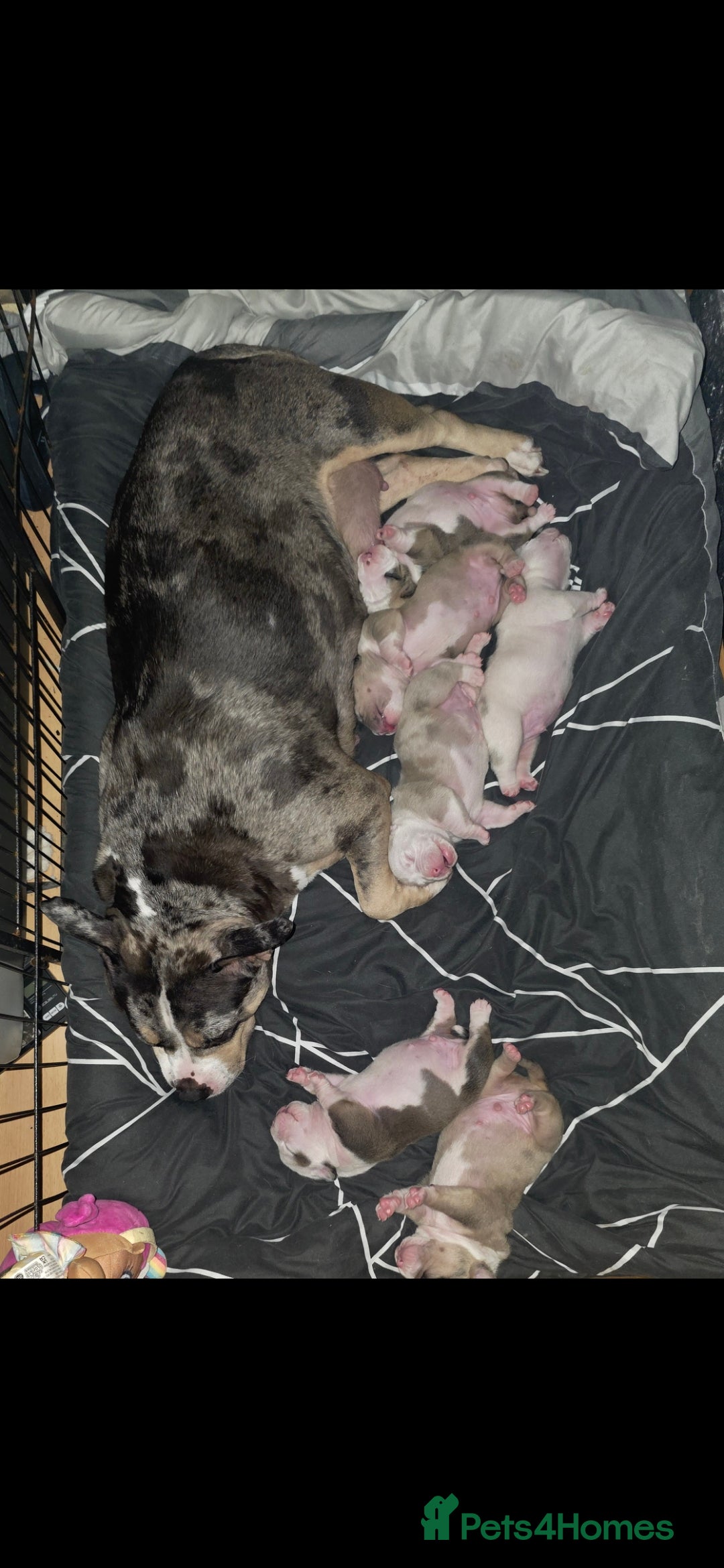 American Bully dogs for sale: 2 Male Abkc Reg Pocket Bully's G'Pups GRCH MrBean - Advert 8
