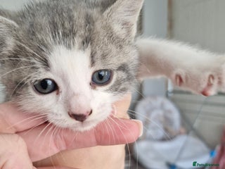 Mixed Breed cats - Advert 5